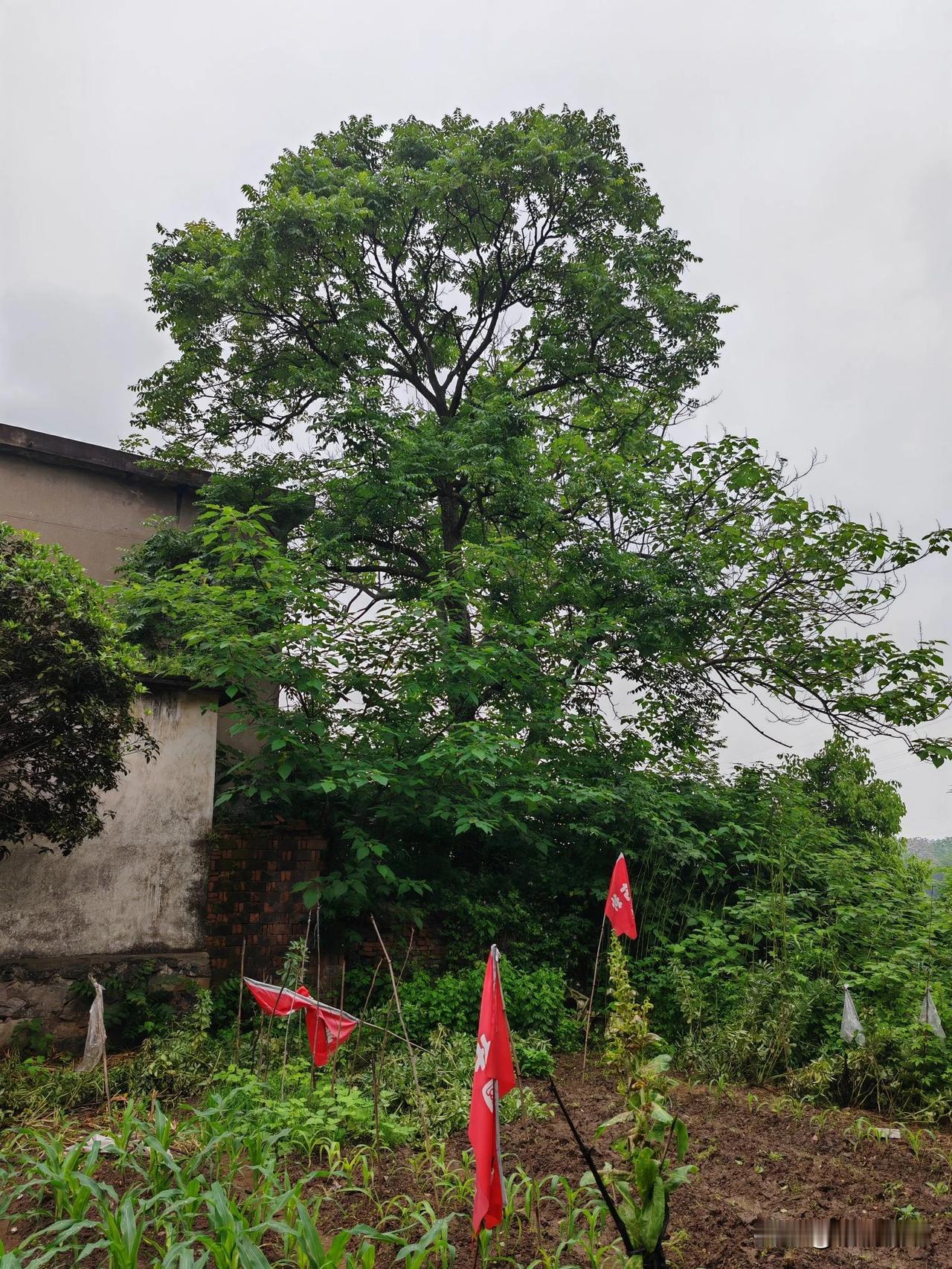 五一假期第四天，继续安徽农村深度游，农民家门口的绿水青山，屋前屋后的农作物，以后