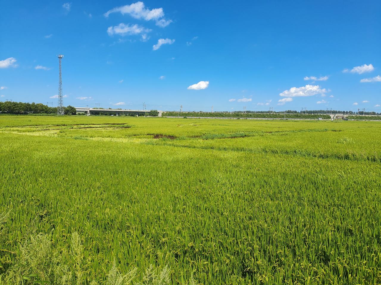观稻田画卷——LaMa娟
 
晴光漫野铺青畴，云絮悠悠衬碧流。
巧绘田纹藏雅韵，