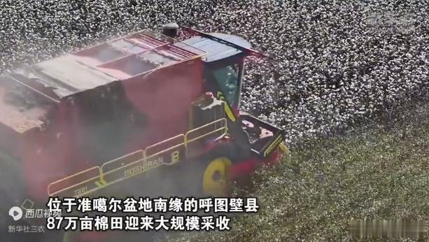 近日，全国最大棉花主产区新疆进入采收季。位于准噶尔盆地南部的昌吉回族自治州呼图壁