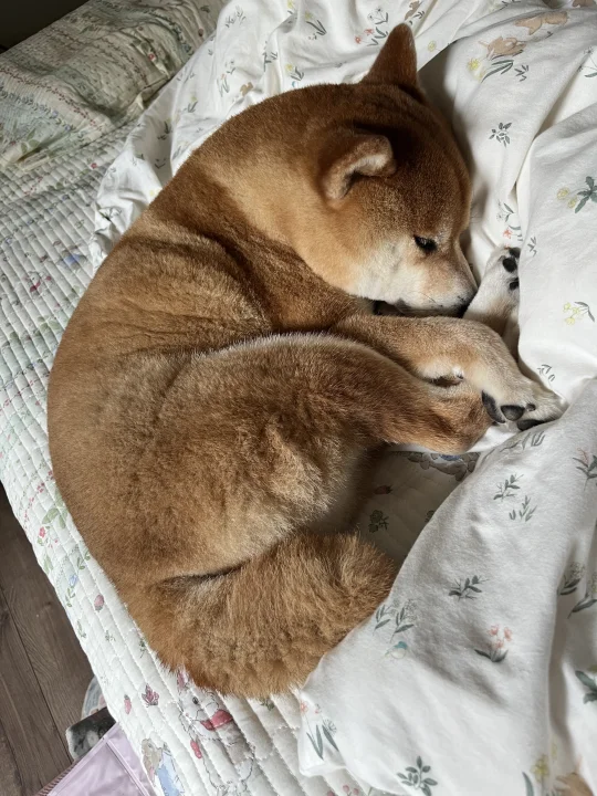 是谁在喜欢蓬松可口的牛角包🥐和大吐司🍞