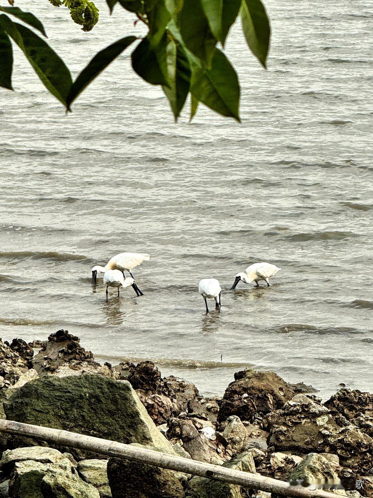 四月的深圳湾，简直是一幅绝美的自然画卷。优雅的雪鹭在浅滩觅食，那画面静谧又美好。