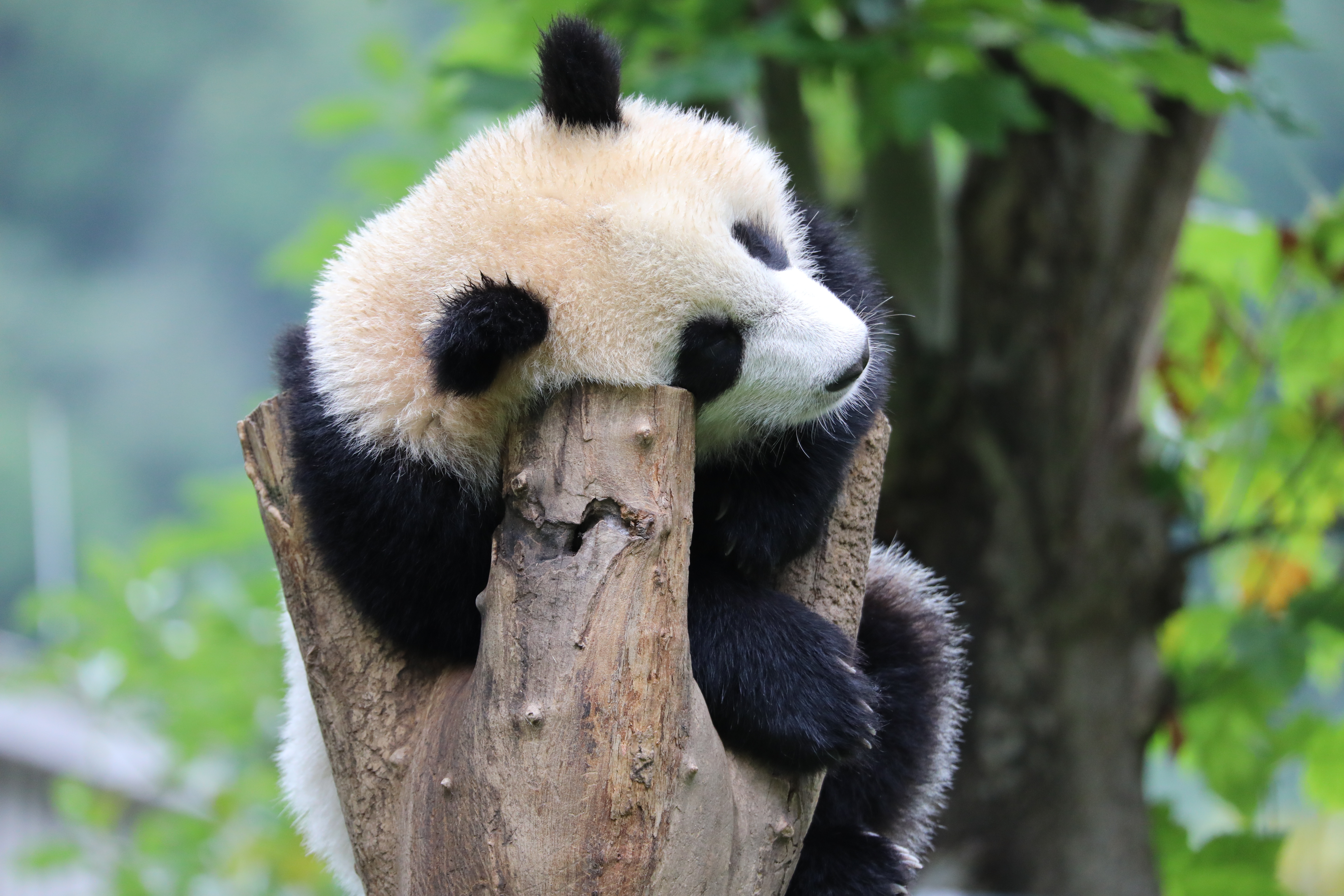 熊猫捡屎官迎战灵魂提问】🐼服务的困境儿童，向熊猫捡屎官抛出一连串童真疑问🧐稚