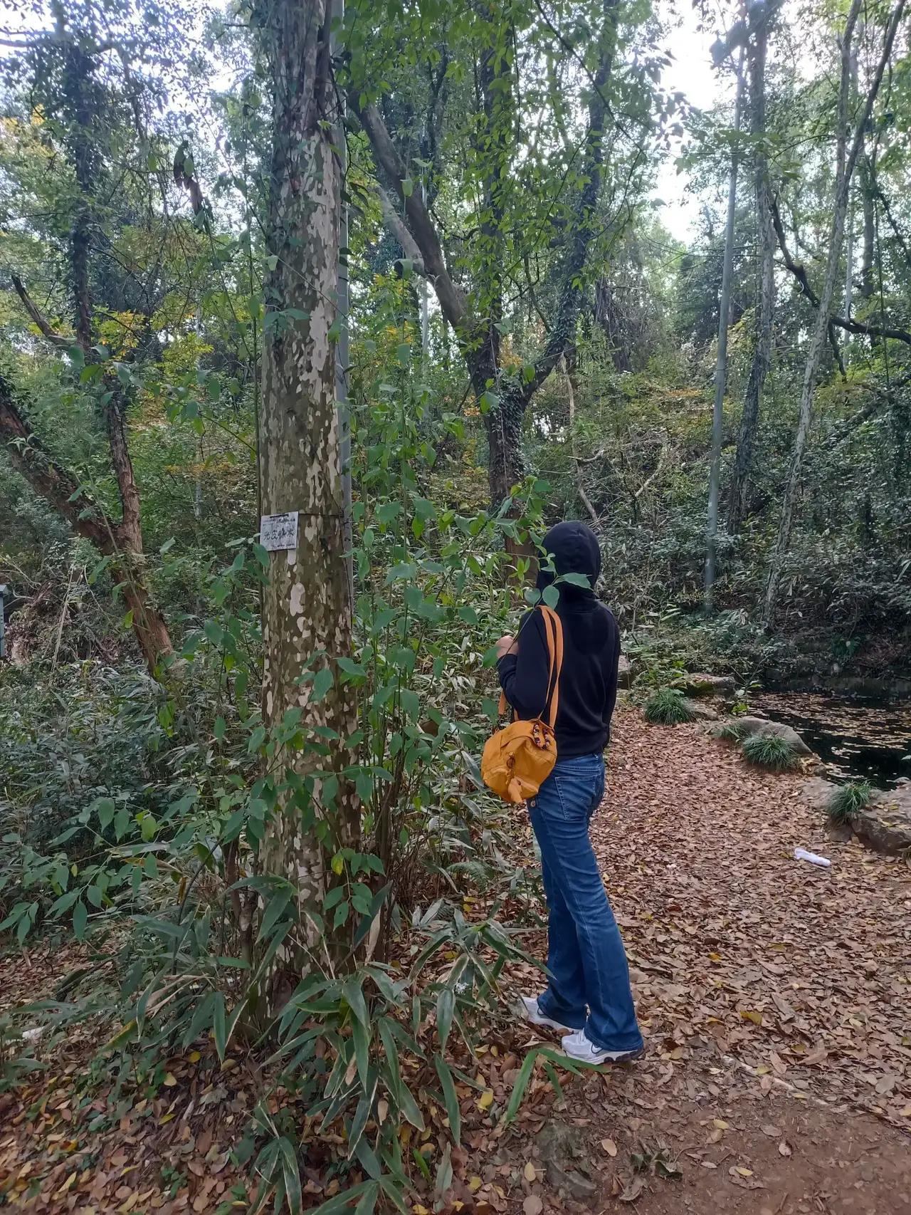 如果你秋天来杭州一定要来爬九曜山，这里风景优美，非常安静游人很少，比起北高峰安静