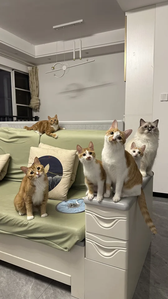 这遍地的橘🍊 果然是捅了橘子窝