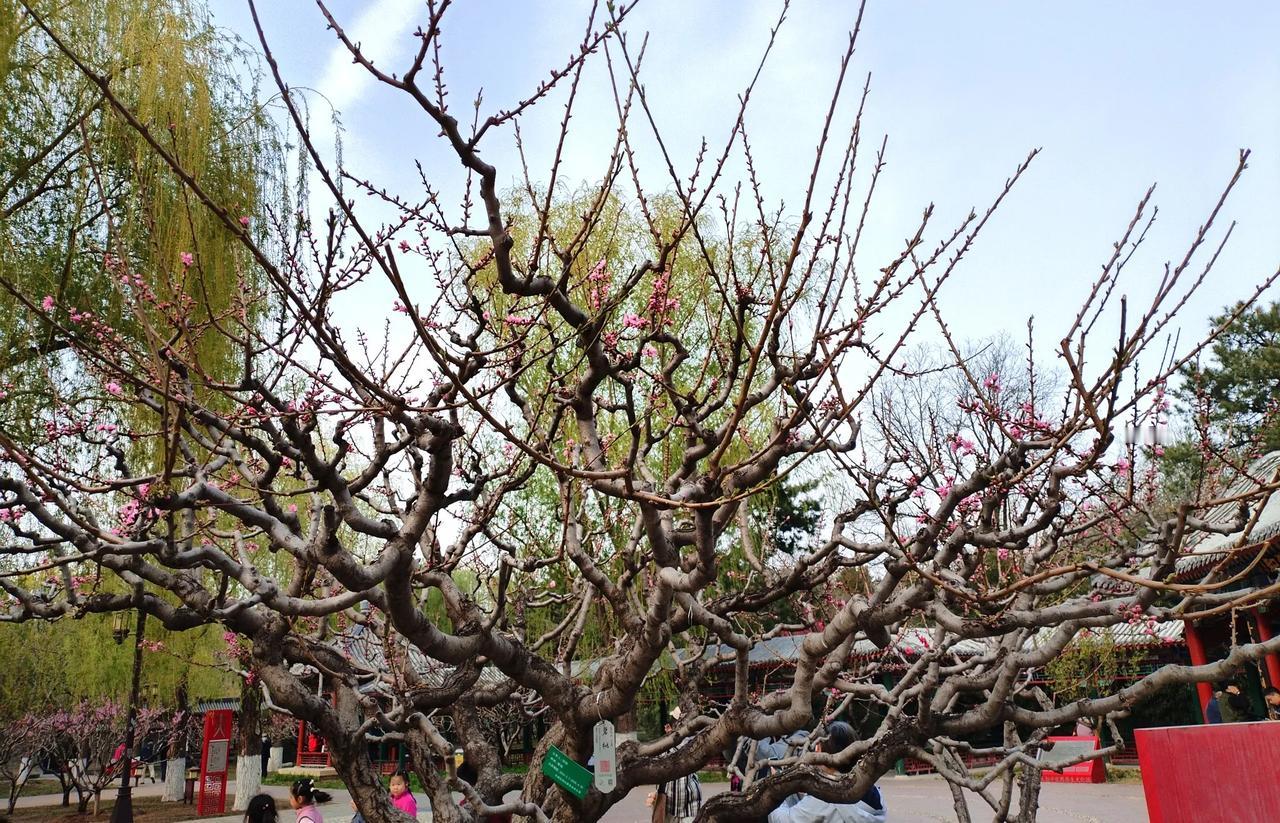。
北京地坛公园
碧桃花开