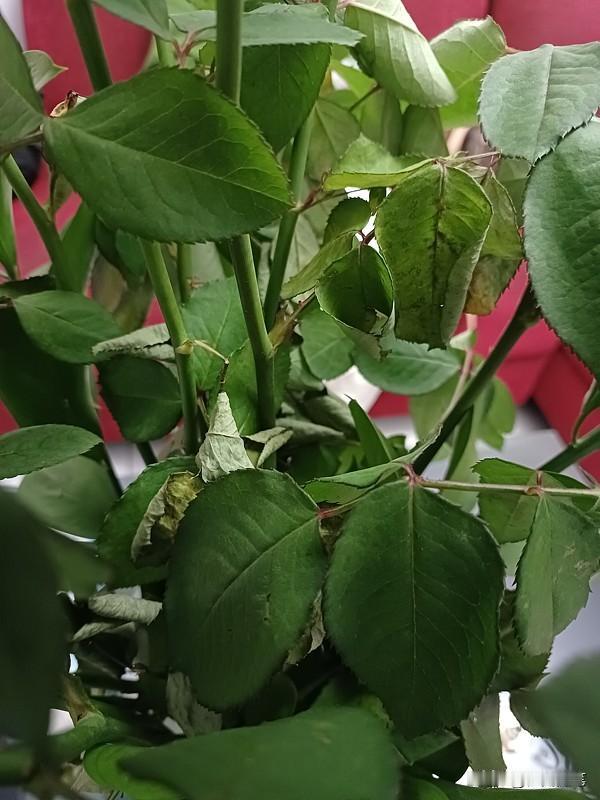 植物神经紊乱治好了还是有可能复发的。这病和精神压力、心理状态关系很大，长期生闷气