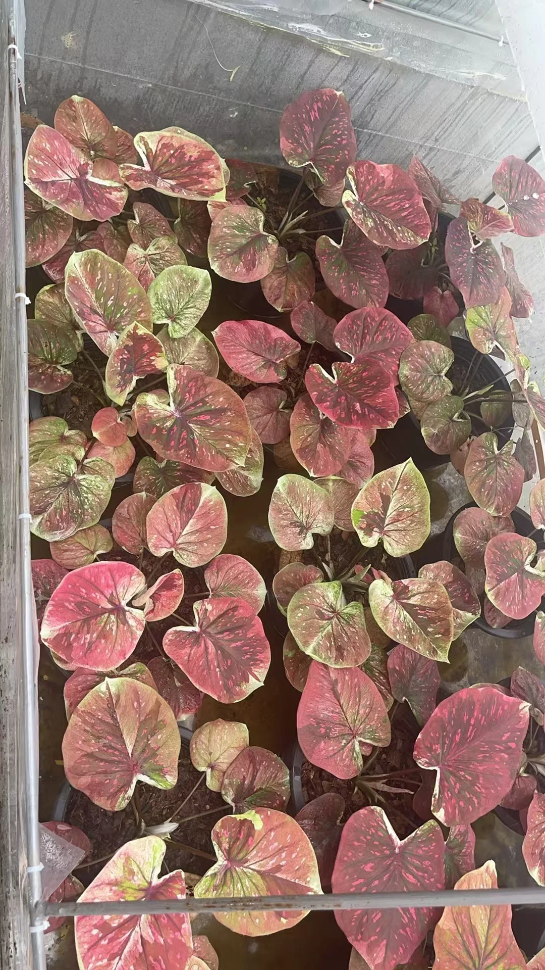 预个告