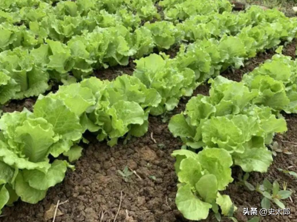 “谁伤谁有理？”2022年重庆一男子在晚上查看菜园时，发现一老太太正在偷菜，于是