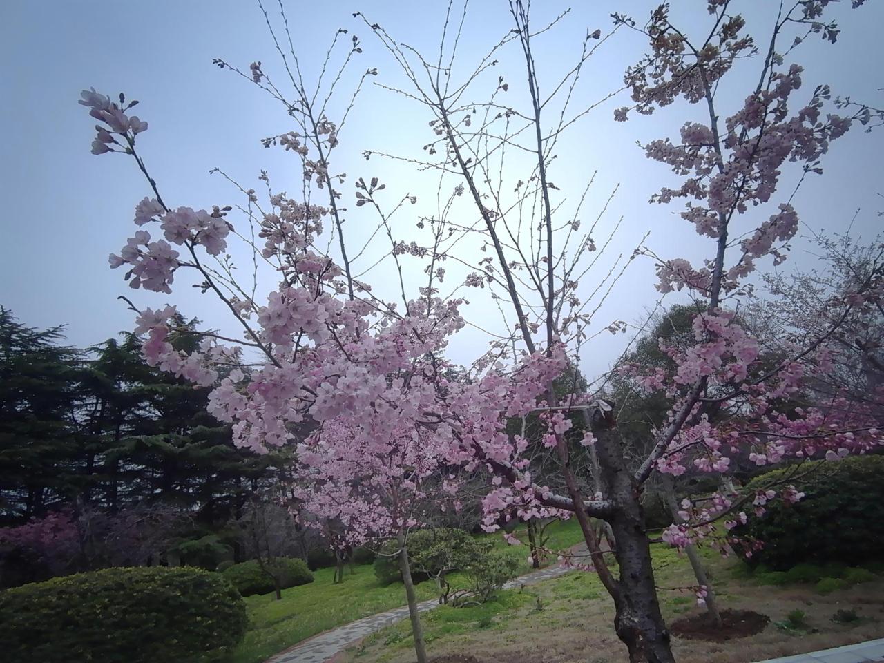 漫步樱花下，早春意盎然，随手拍一张，美景不胜收！🌸📸