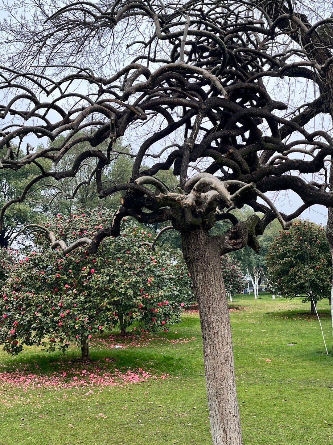 这树长的有艺术气息 