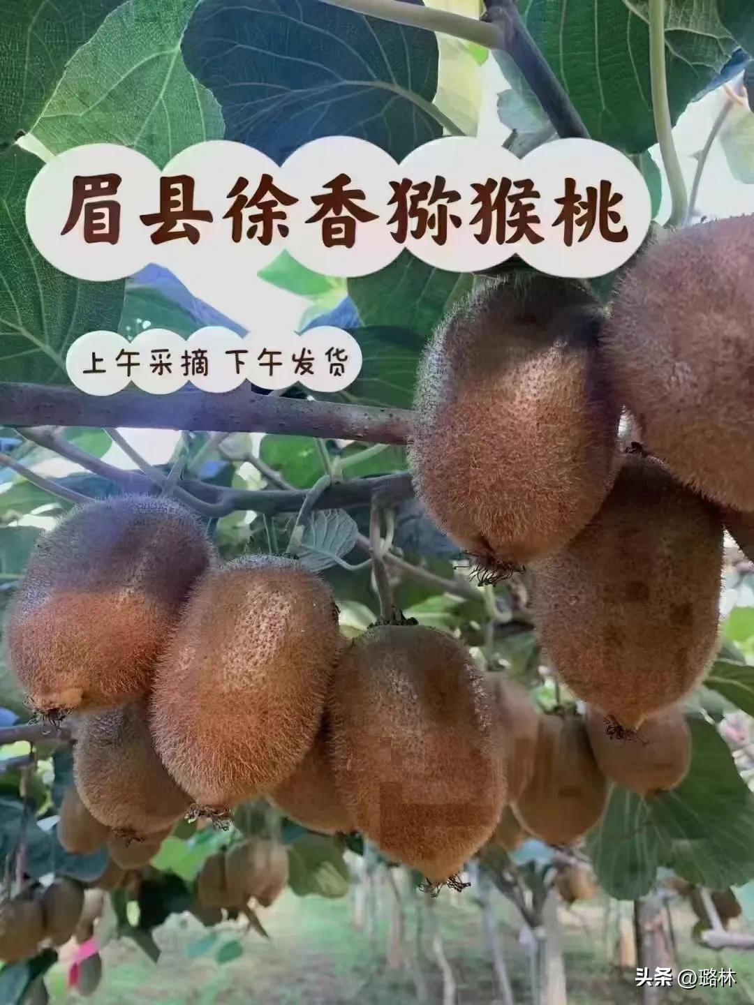 🥝🥝正式预定了
🥝🥝好山好水育好果
🥝🥝眉县徐香猕猴桃
🥝🥝生长