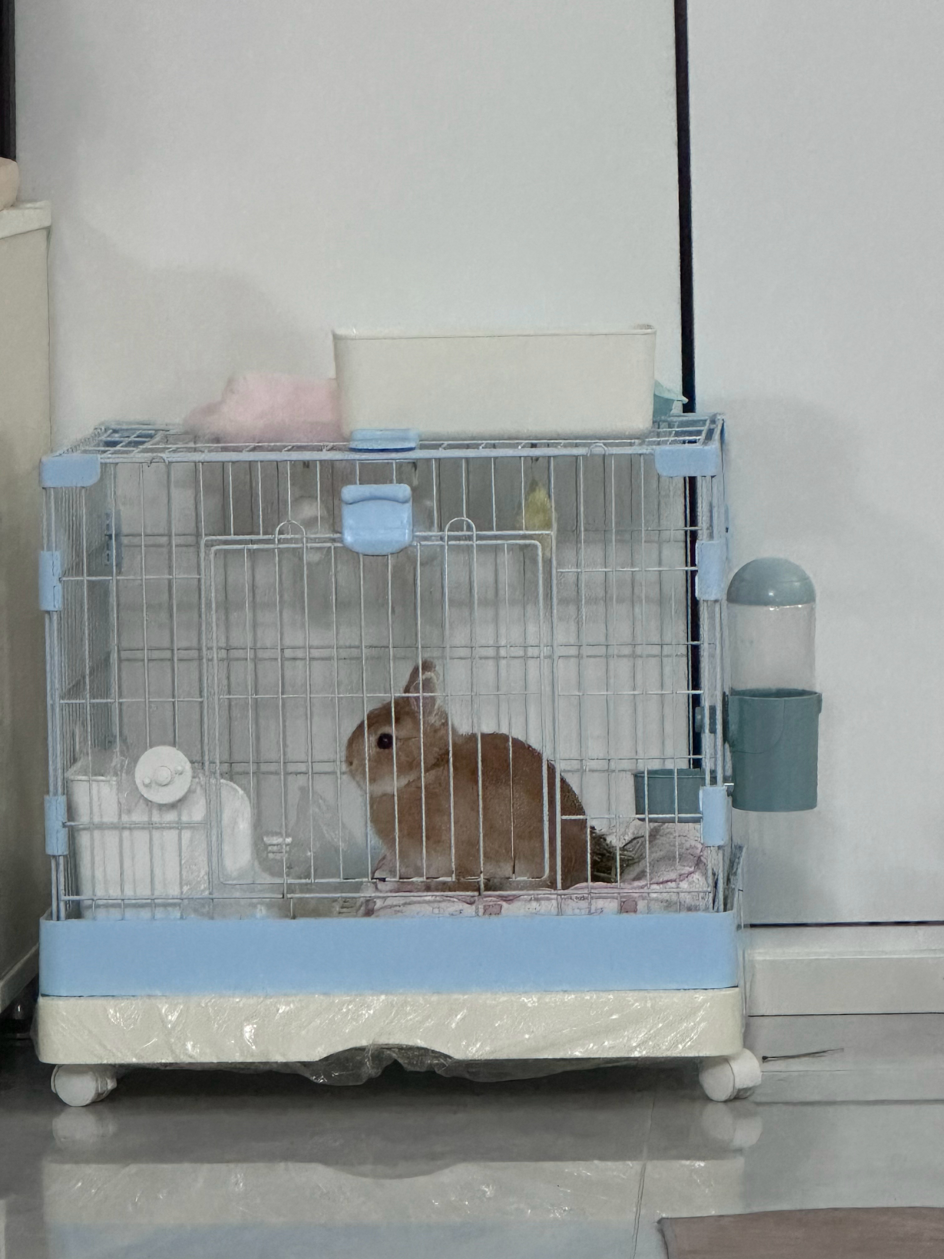 啃笼子被训了就这样