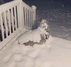 泪目了，一只狗狗的主人因为生病走了，可它却一直以为主人会回来，于是就一直蹲在家门