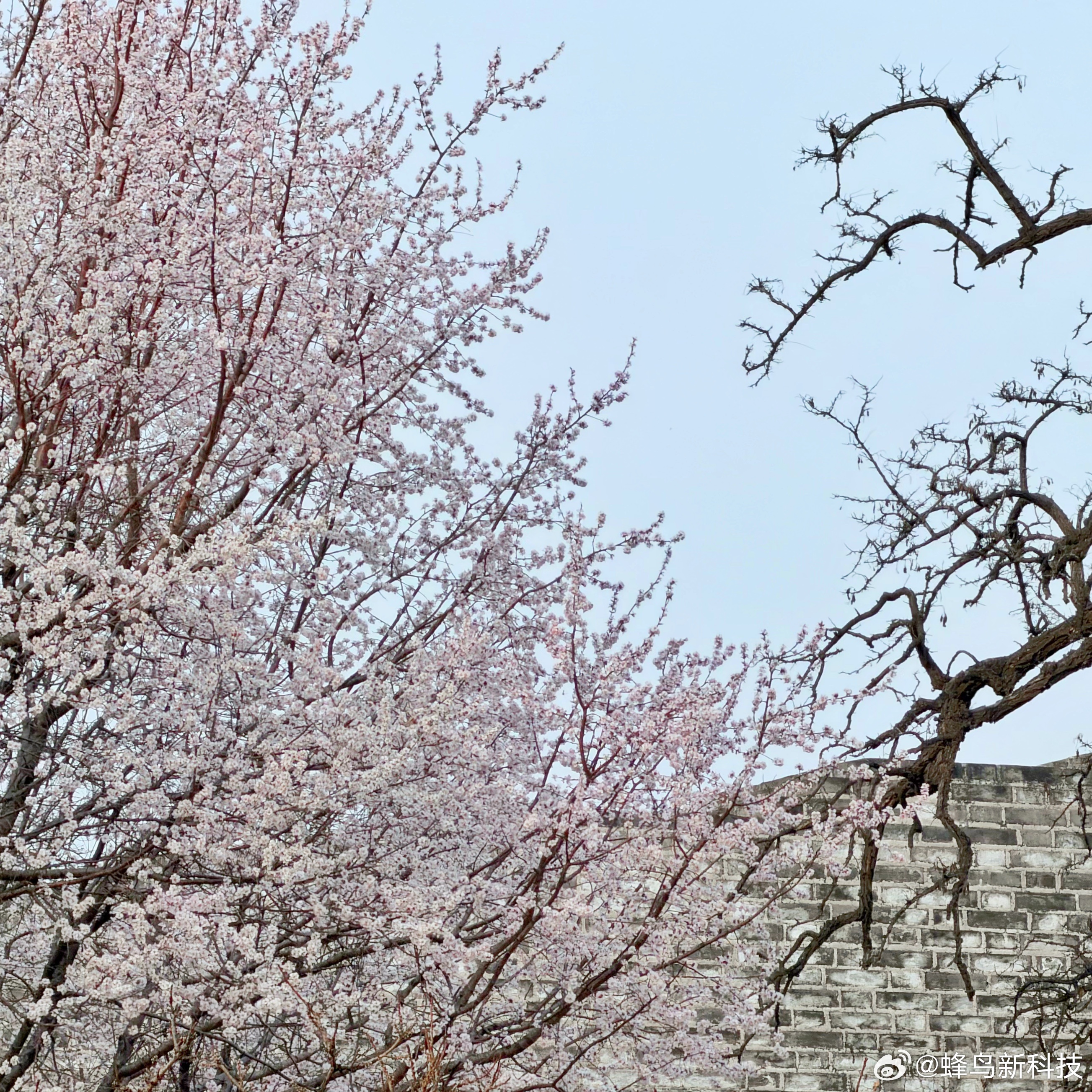 今日份的老树与新花 北京·北京明城墙遗址公园