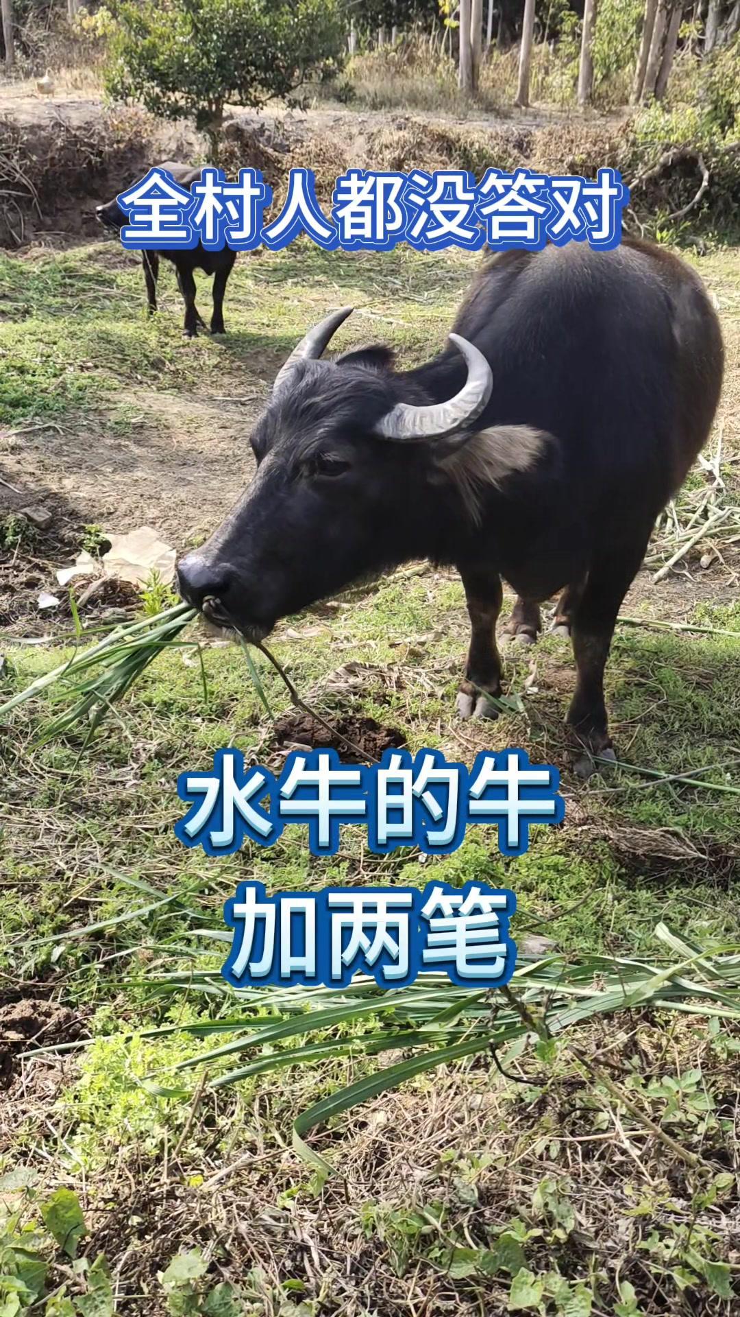 题目：牛加两笔是什么字？正文：🐮全村人都没答对的谜儿，水牛的牛加两笔到底是啥？