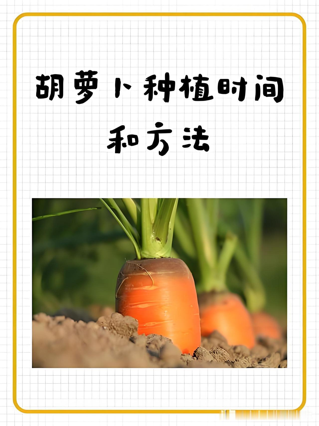 一看就懂，你那啥时候种胡萝卜，精准到月日

秋胡萝卜播种核心：肉质根膨大保持13