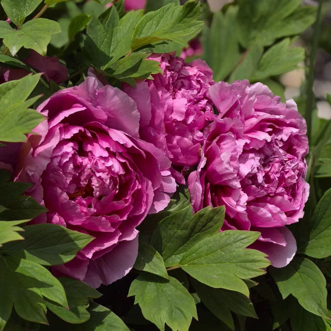 谷雨，春天的尾，夏天的头。谷雨过后，天气更温暖了，气候也更湿润了，真可谓雨润风清