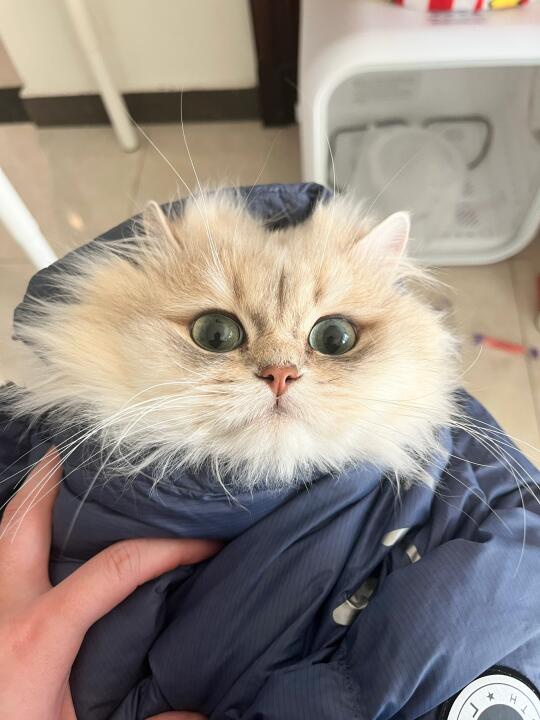 猫咪尿血，尿频，4天康复记录～