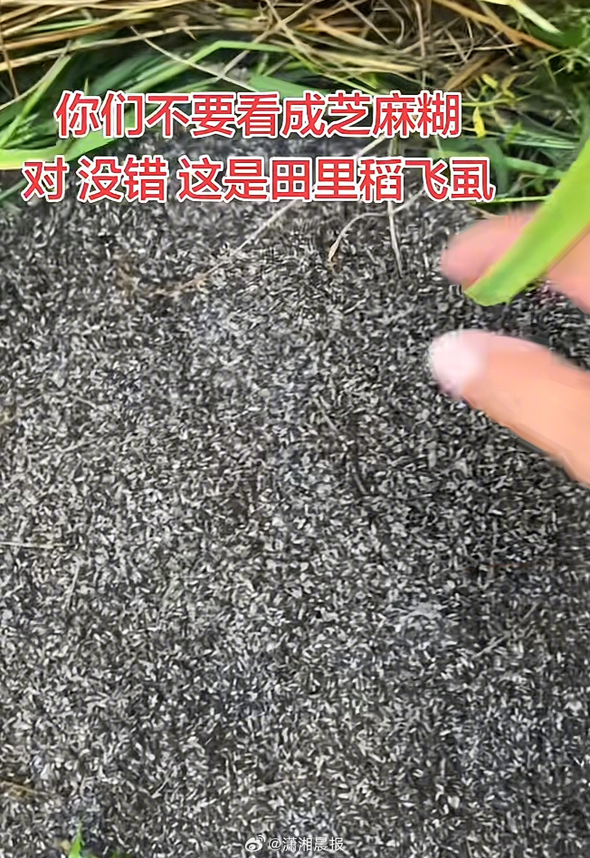 【#安徽多地稻飞虱泛滥致水稻倒伏#】#农户称安徽稻飞虱泛滥杀不绝恐减产#近日，多