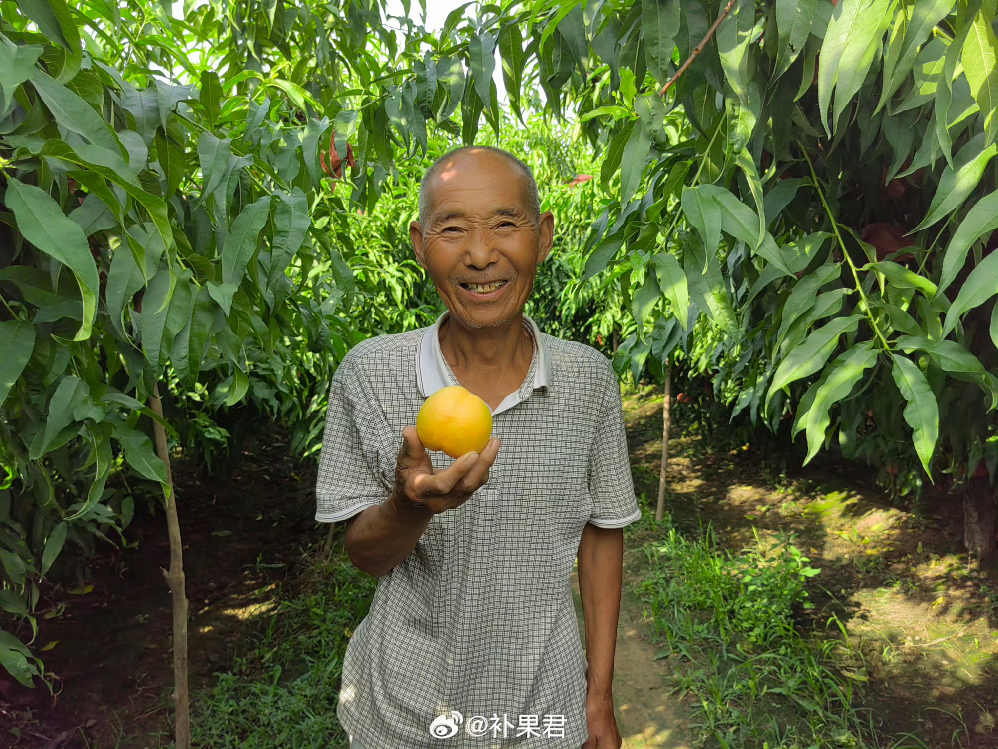 【转发抽奖】努力卖桃！卖好桃！中油8号，清清甜甜，今年最好吃的桃子来啦！错过今年