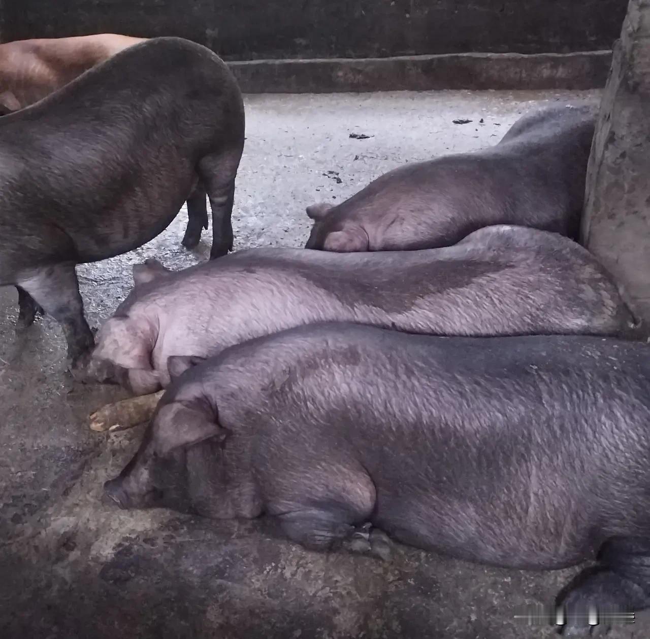 你的观点很有道理。猪肉价格的变化对不同规模的养猪企业影响确实存在差异，主要原因可