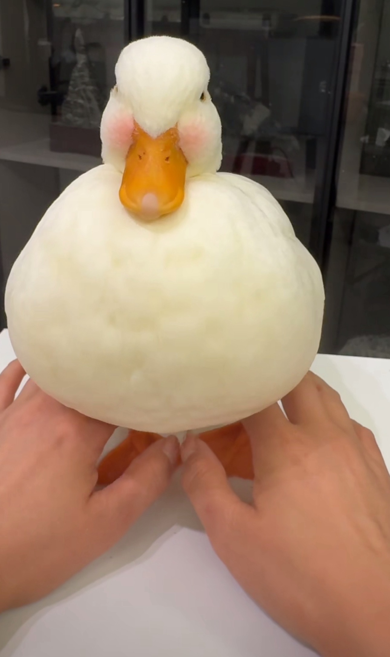 想买一只柯基鸭𓅿𓅹好Q就是鸭屎💩太臭了