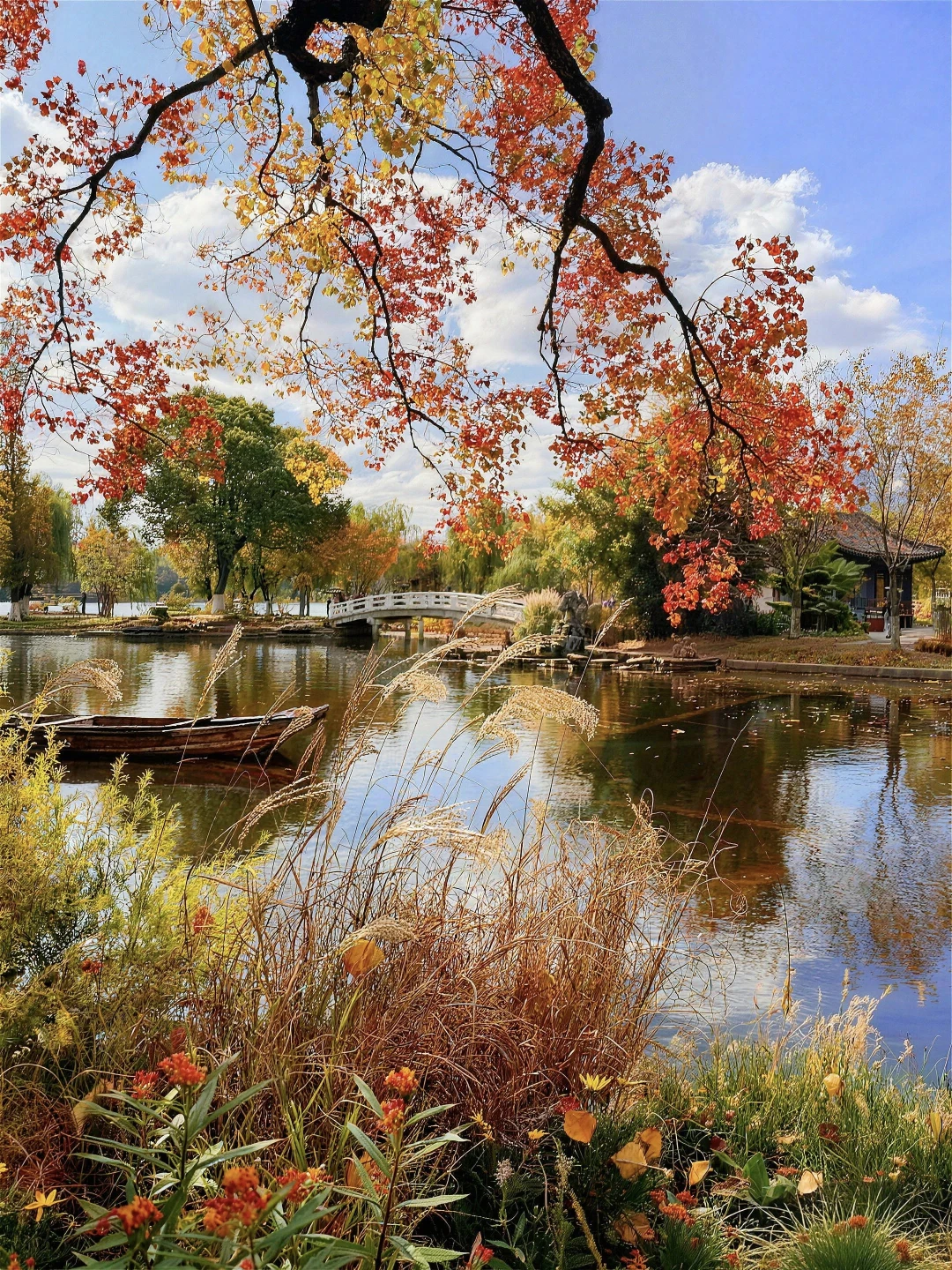 南京莫愁湖的乌桕已经美到next level