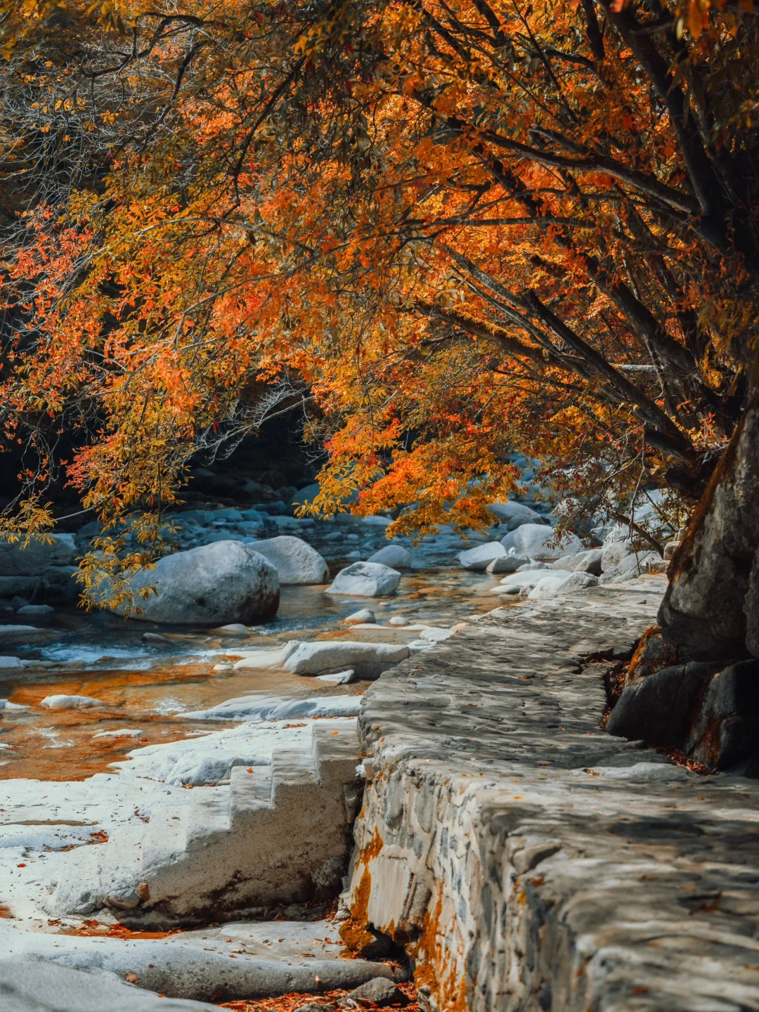落叶🍂是秋天写给光雾山的情书…