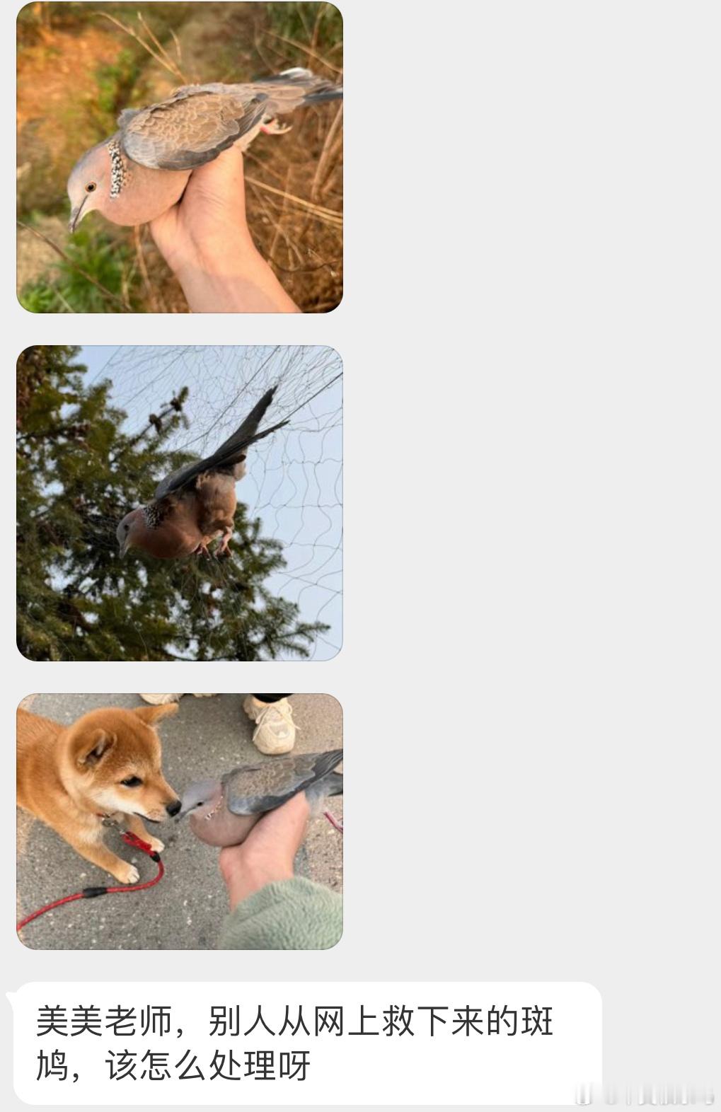 好心人解救下来一只【珠颈斑鸠】估计挂久了现在飞不动了，让它休息会捕鸟网是违法的，