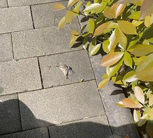 感觉它俩矛盾挺大