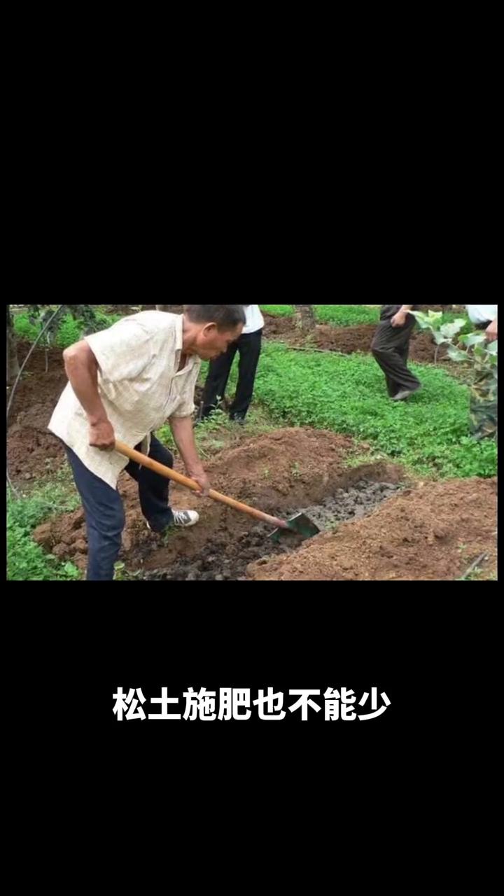 园林植物遭受冻害后有不少挽救办法。
·清沟排水很关键，2月底前就得做好，避免土壤