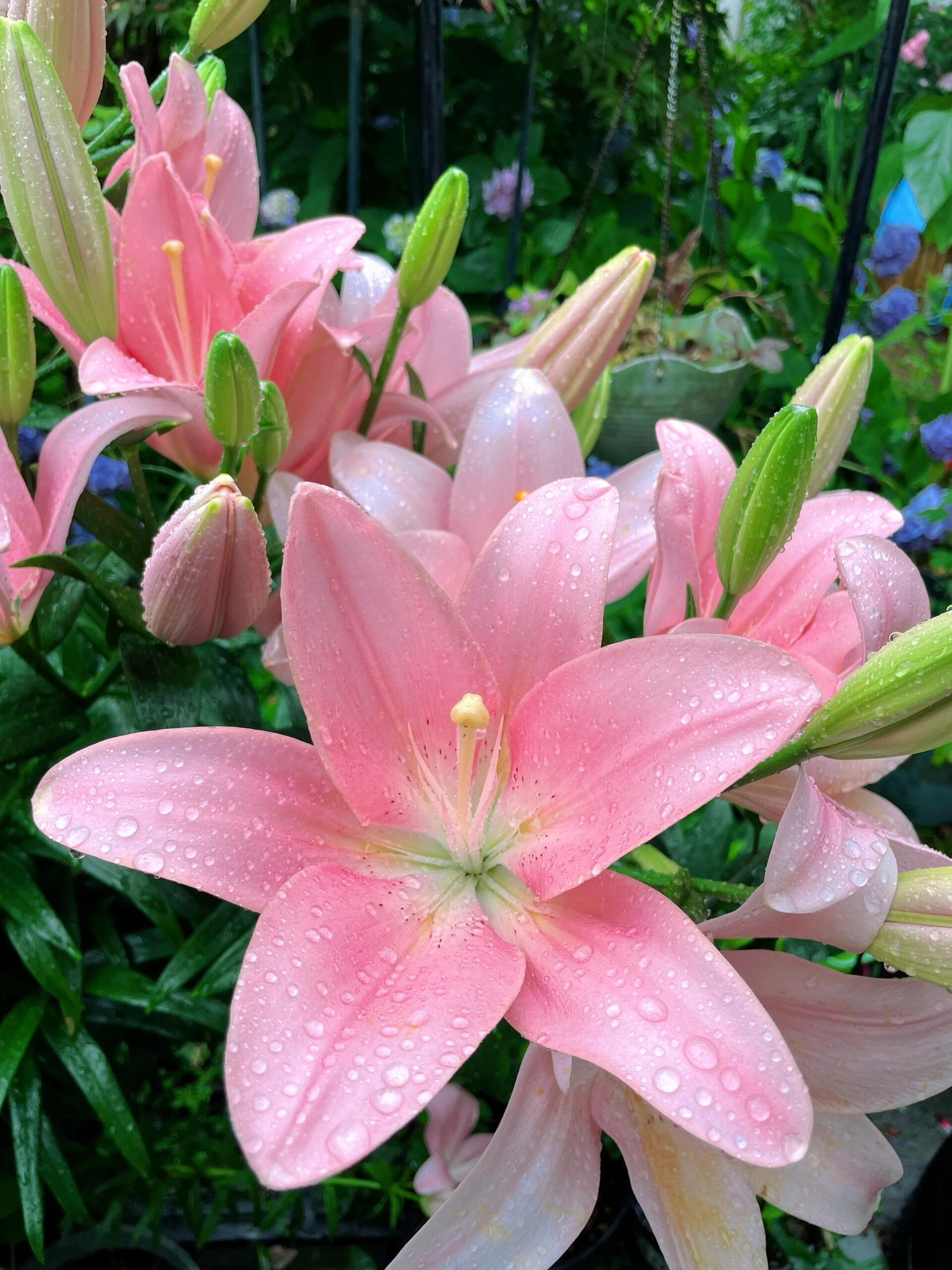 家人们！速速集合！今天必须带你们深挖百合花的隐藏副本，解锁这个“植物界白月光”不