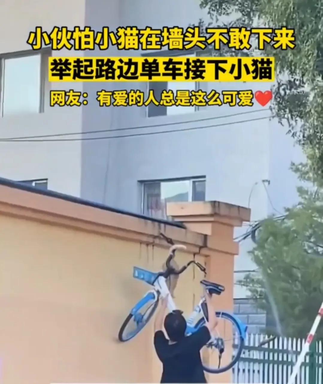 【与爱同行】内蒙古小伙举起共享单车只为给小猫搭个梯子
小猫淘气爬上了墙头下不来，