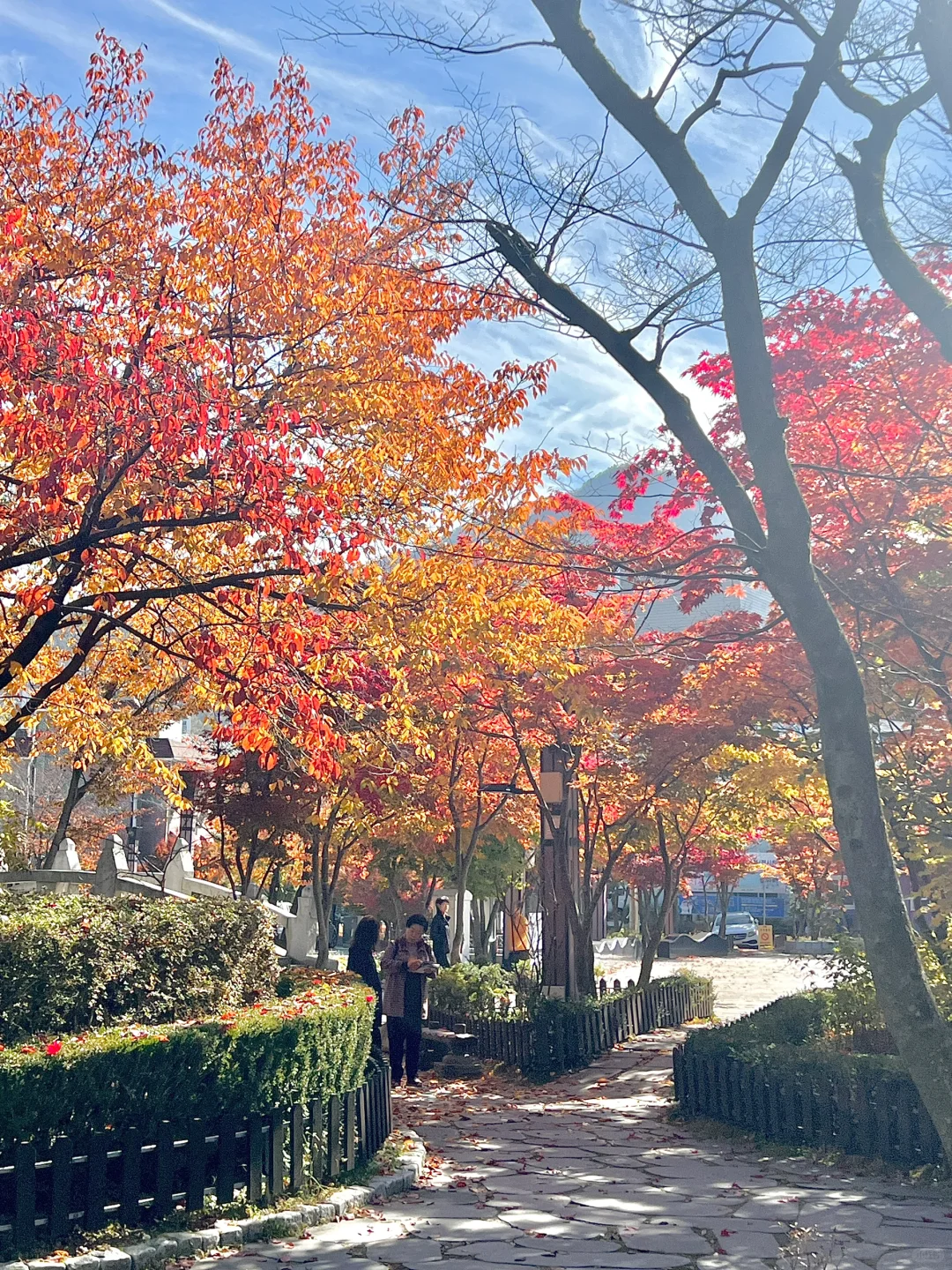 公园20分钟效应｜在🇰🇷小城市度过的秋天🍁