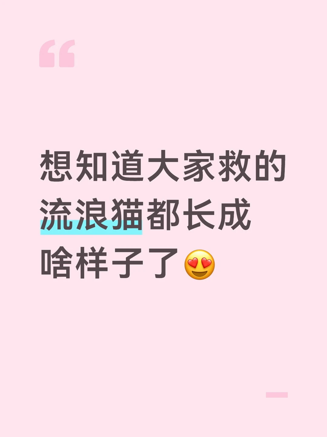 想知道大家救的流浪猫都长成啥样子了