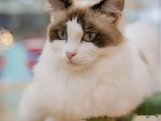 布偶猫真不愧是“仙女猫”，又懒又萌简直萌化人心！它又叫布拉多尔猫，体型大却是温柔