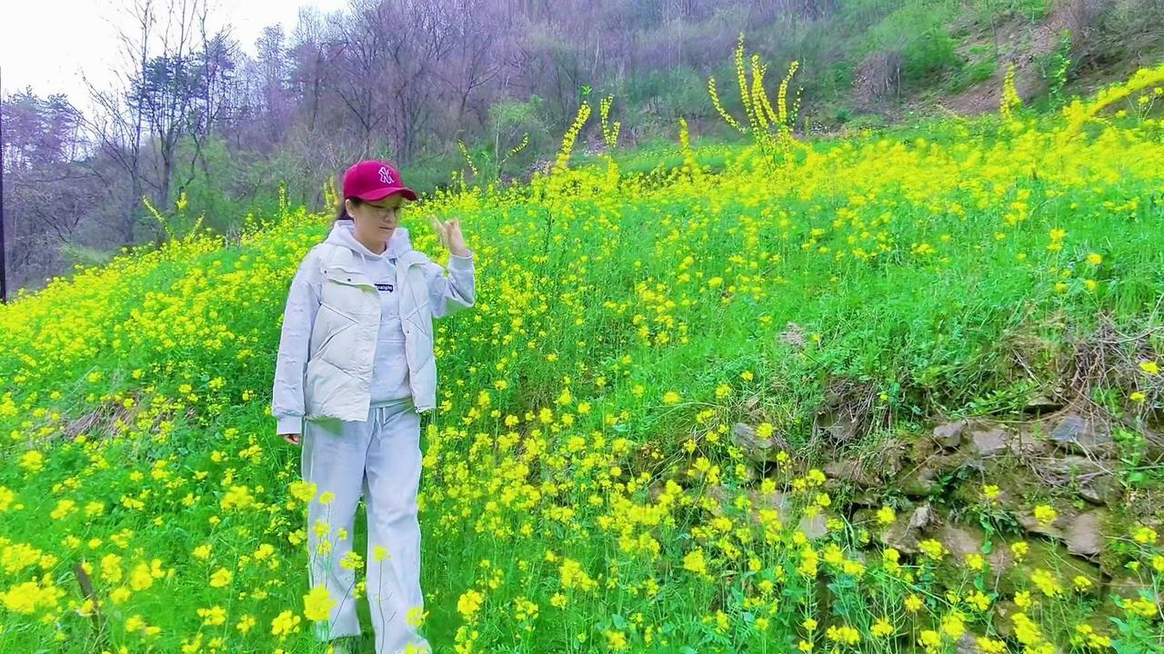 🌾秦岭油菜花海，治愈感拉满~🌼站在油菜花海中，一眼望去金灿灿的花海铺满山谷，
