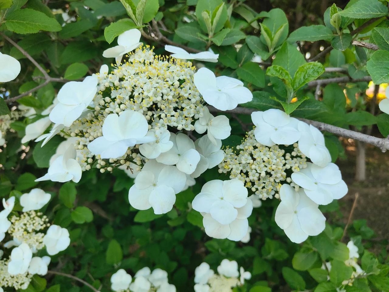春天即将结束，吃春菜的季节即将过去，现在正值吃香椿芽的季节，还没有吃过香椿的朋友