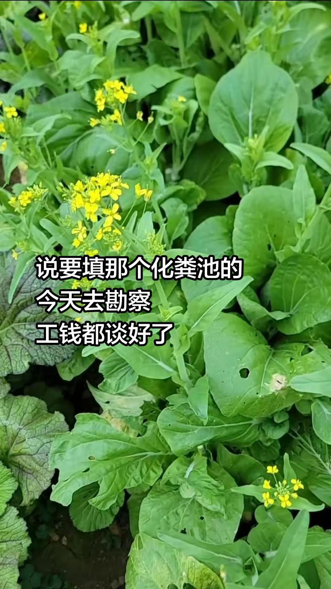 整改化粪池。农村