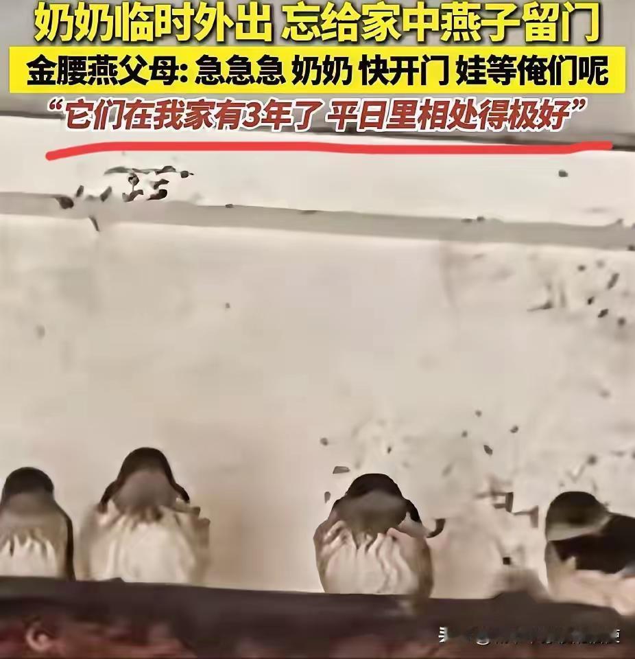 太有灵性了！广东，奶奶出门忘了给燕子留门，燕爸燕妈急得在门口盘旋打转。直到奶奶回