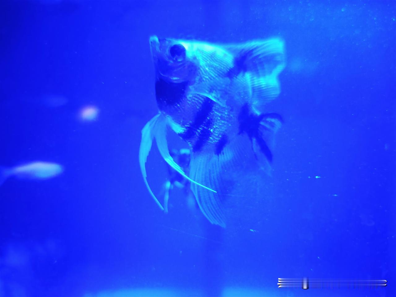 我养的“神仙鱼”