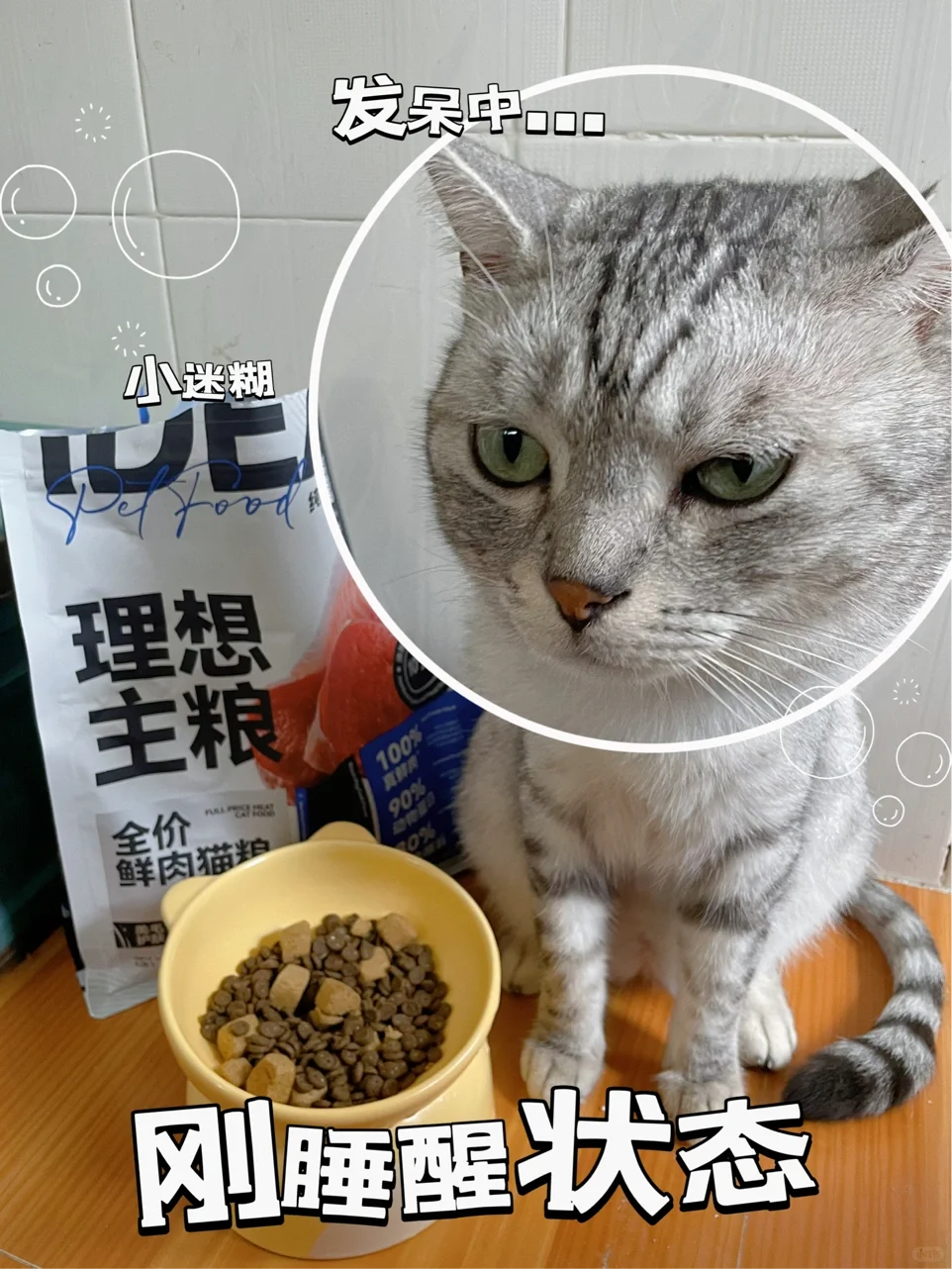 这是谁家肥嘟嘟的小猫咪呀！