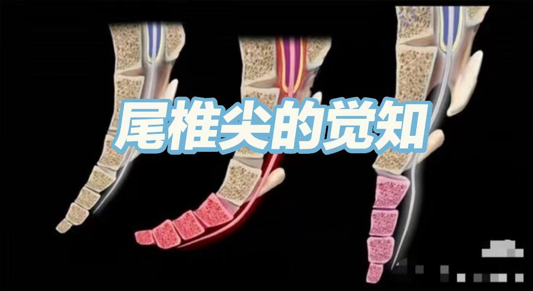 尾椎尖的觉知