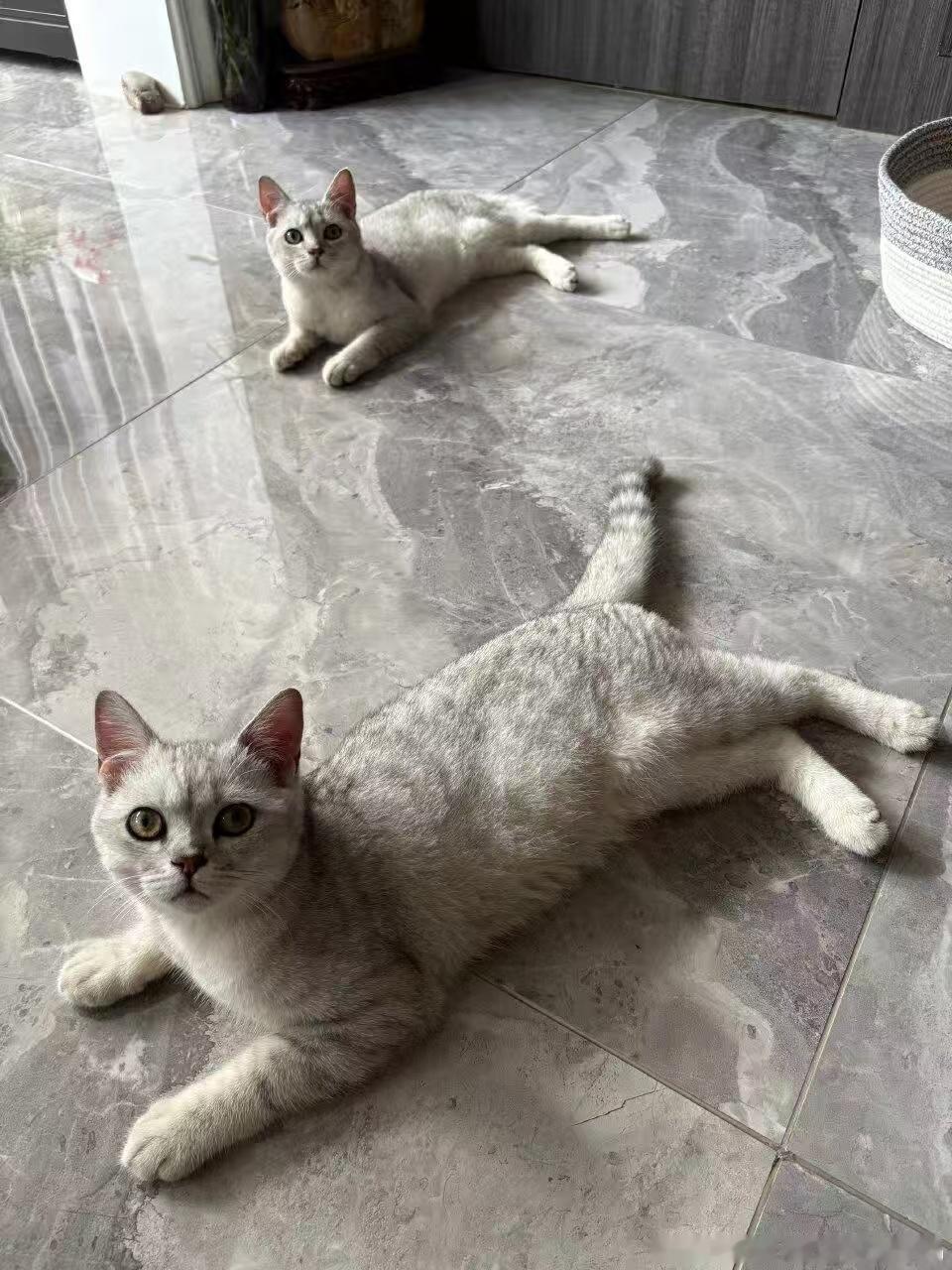张泽禹一模一样的猫养两只 张泽禹真的是很用心的铲屎官！两只小猫到家一周年，他记得