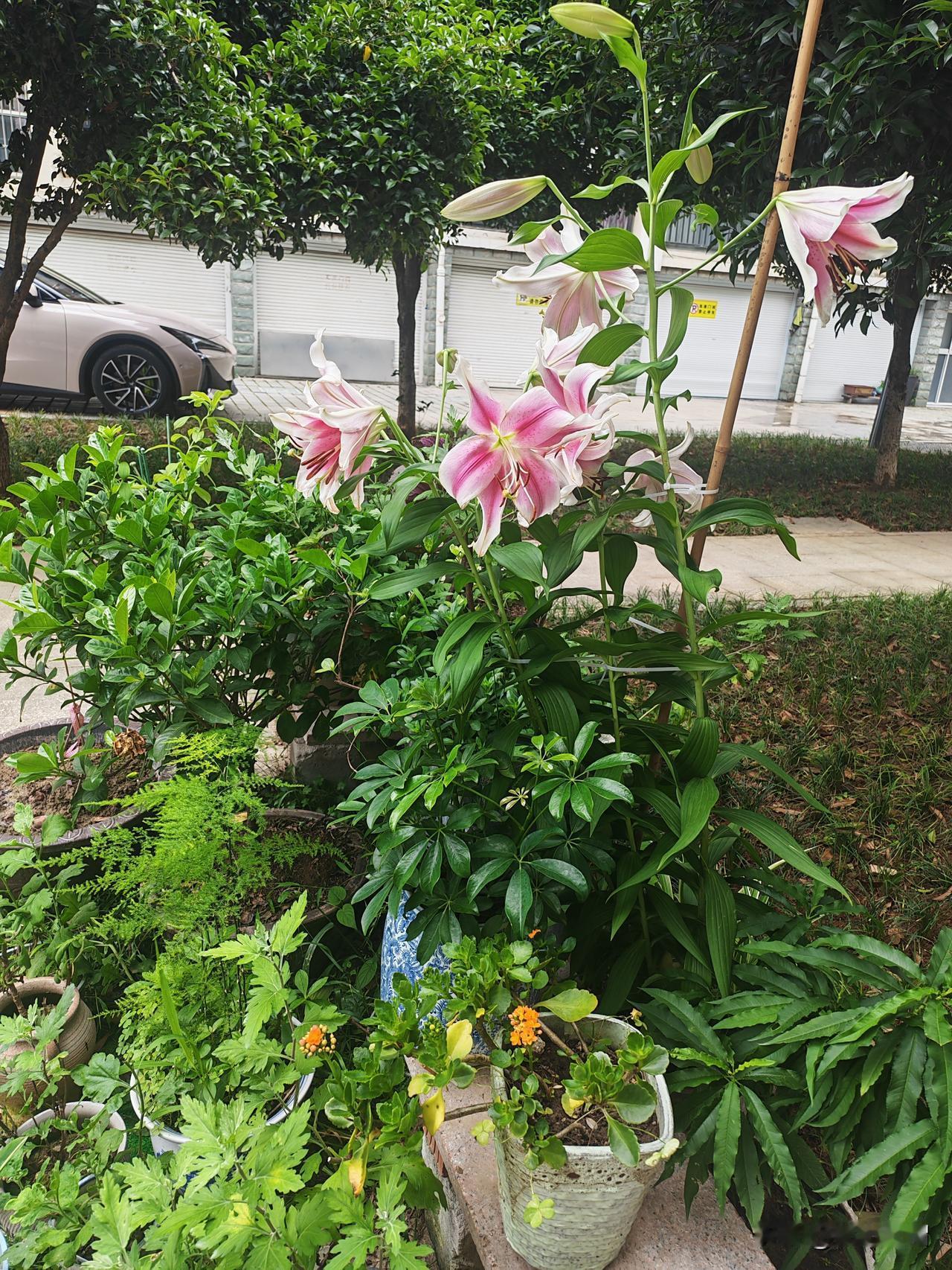 小区邻居喜欢种花，以前是住在自建房里，单家独院，花花草草满院都是。拆迁后，房子多