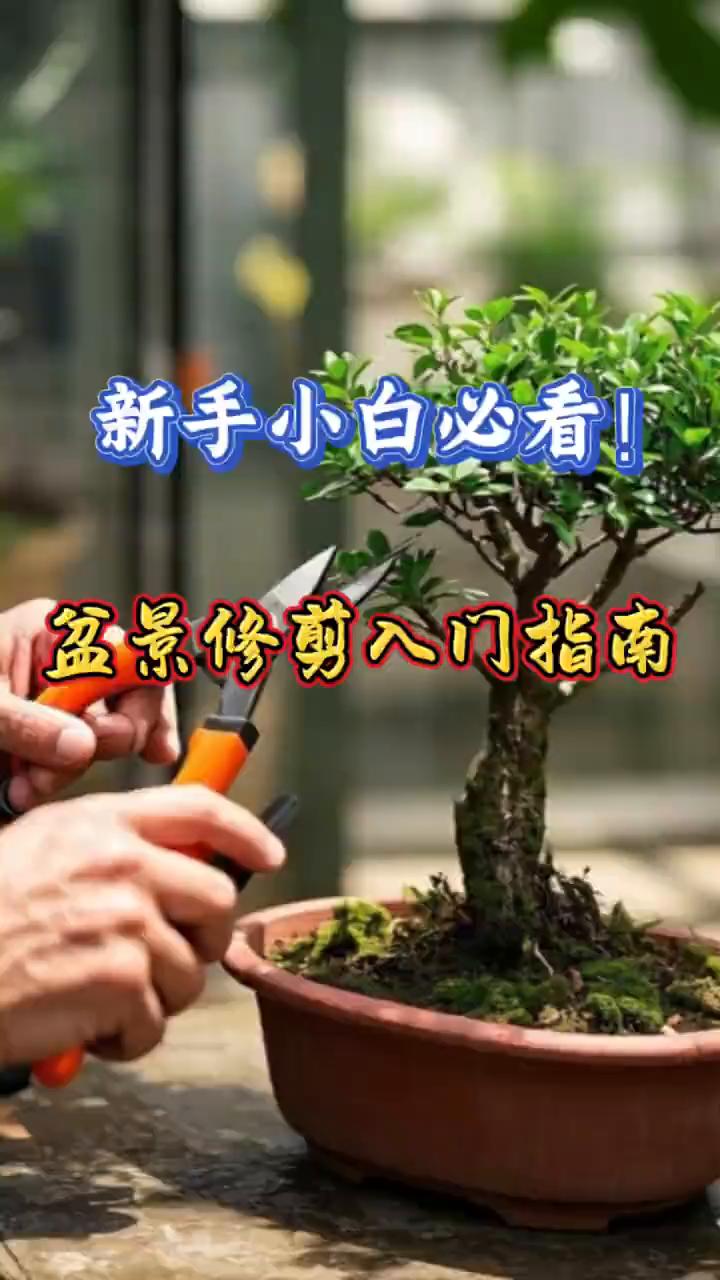 新手小白必看！盆景修剪入门指南。
新手学会玩盆景，我们掌握这3点。第一是剪强的留