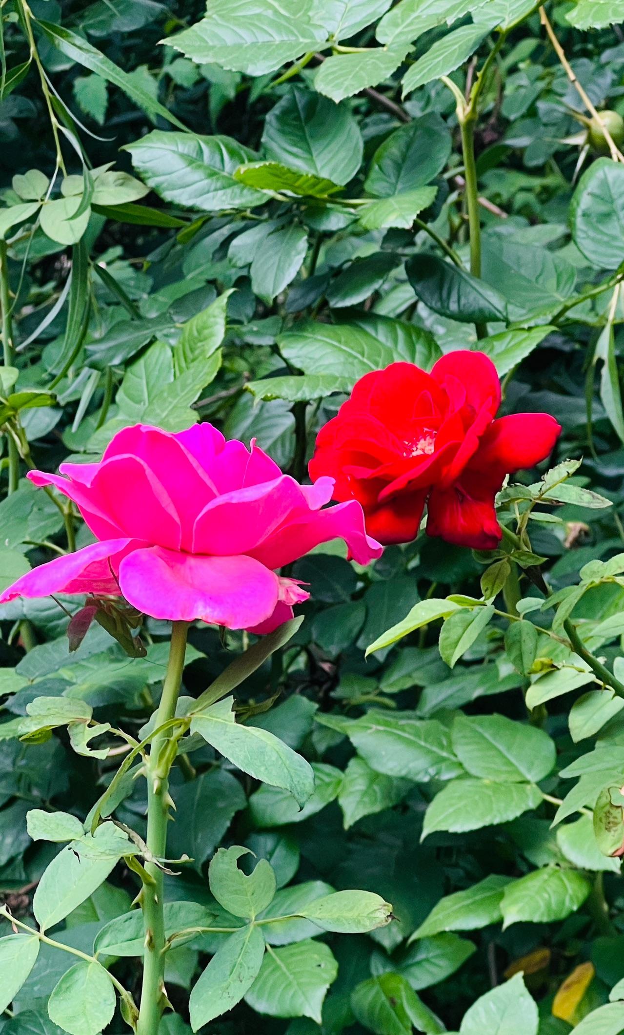 秋日赏花：嫩绿的叶子，靓丽迷人的花朵，美不胜收.