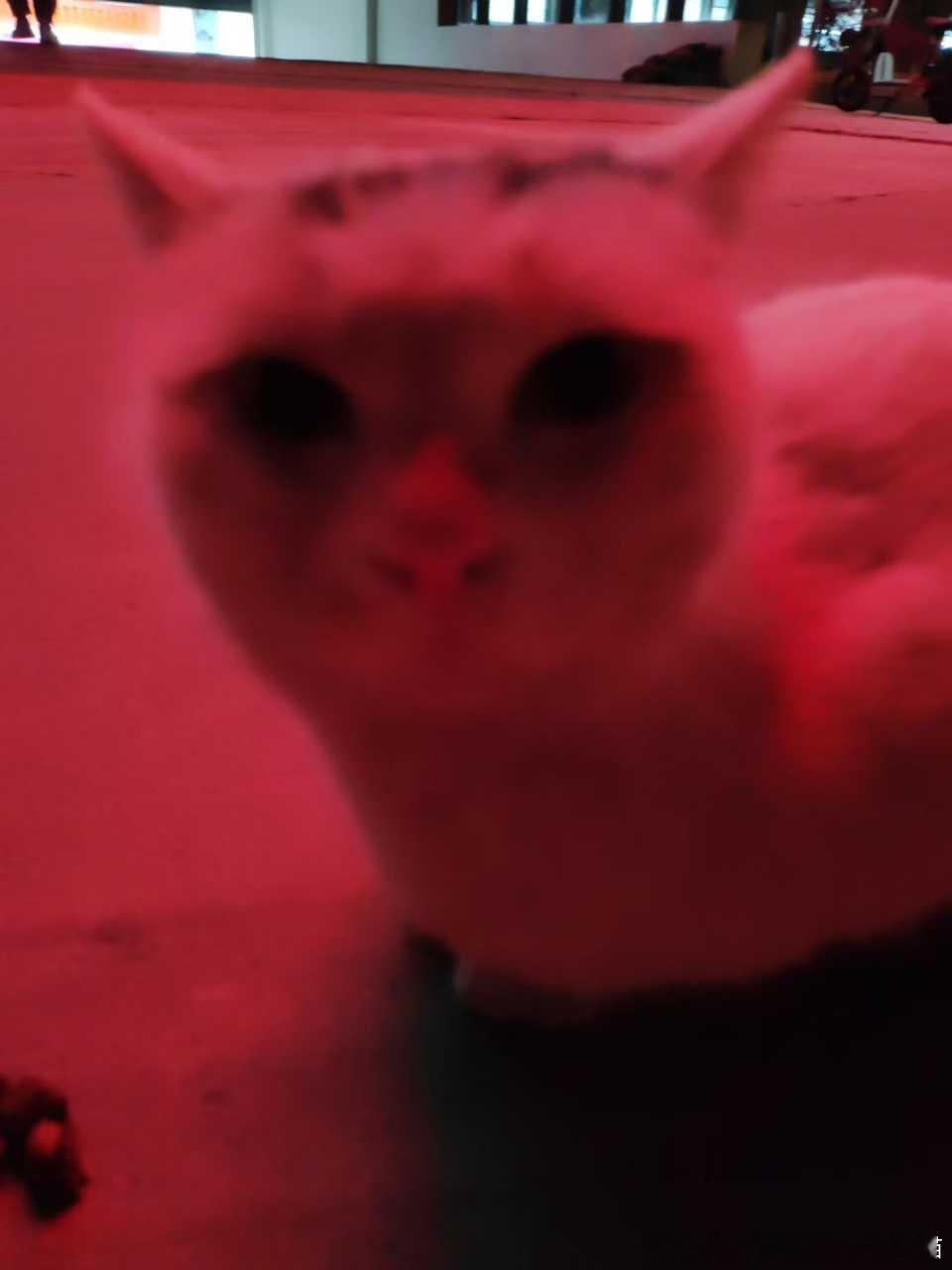 50496【丑猫】我美吗 