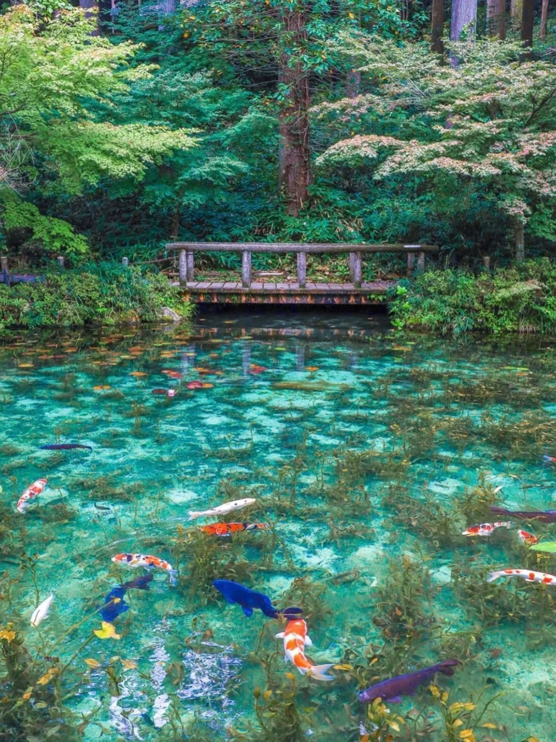 只有日本人知道的小众景点🪷宝藏岐阜之旅