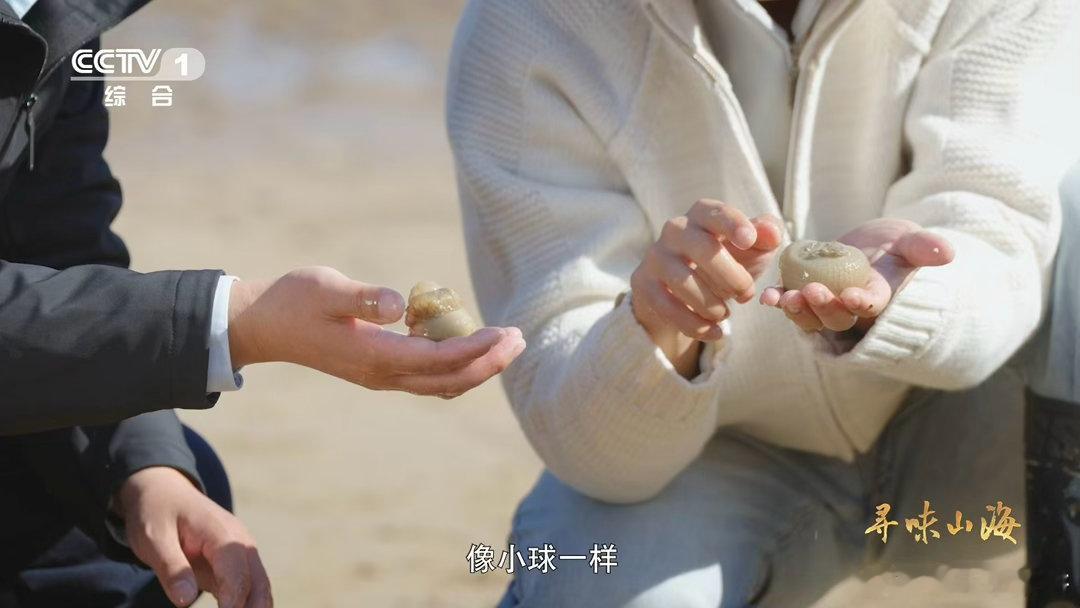 沙蒜不是蒜是海鲜 名字迷惑人！沙蒜是海鲜（海葵），浙江滩涂的它口感脆糯，肉质紧实